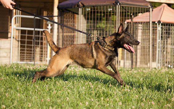 k9 behavioral dog training in nasvhille tn