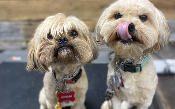 2 cute puppies for dog training