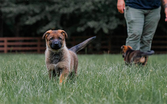 puppy ongoing behavioral dog training in nashville tn