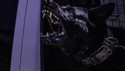 Angry dog with sharp teeth biting.