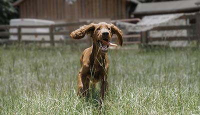 Dog running with his tongue out with big ears.