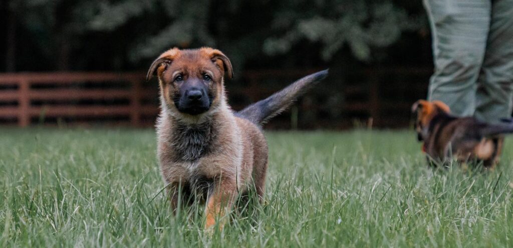 Nashville dog training