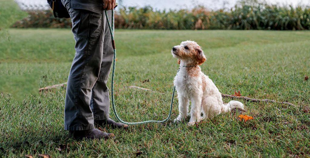 dog training columbia tn