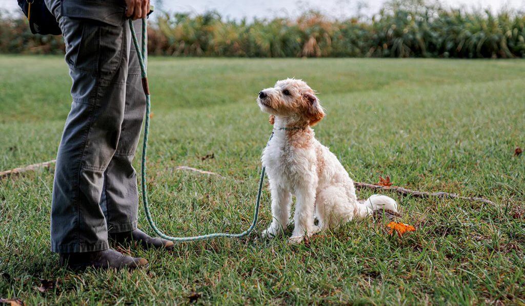 dog training lebanon tn