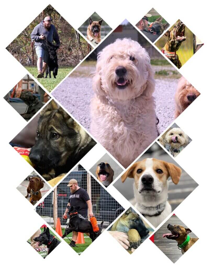 Photos of 1000's of dogs that we have trained.