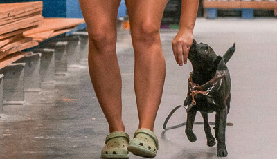Happy puppy wagging his tail while his trainer walks with him.